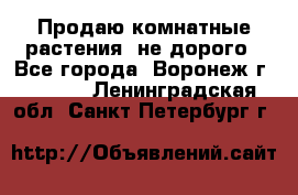 Продаю комнатные растения  не дорого - Все города, Воронеж г.  »    . Ленинградская обл.,Санкт-Петербург г.